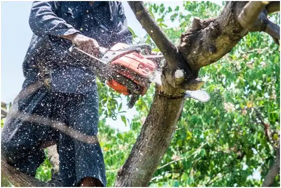 tree services Mangum